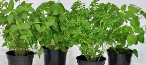 Świeże lokalne zioła